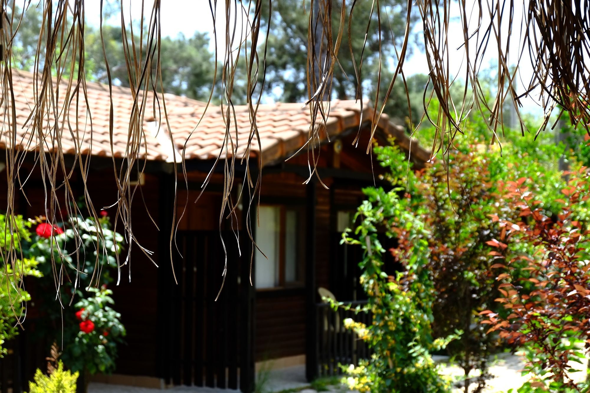 Koala Bungalows Olympos Exterior foto